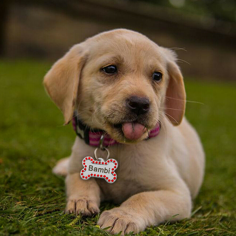 Hipócrita café Rodeo La importancia de una placa identificativa para perro - Los Rones