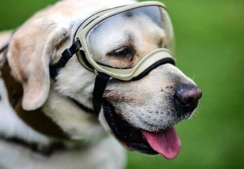Frida y los otros perros de México que se convirtieron en «héroes» por sus labores de rescate durante terremotos