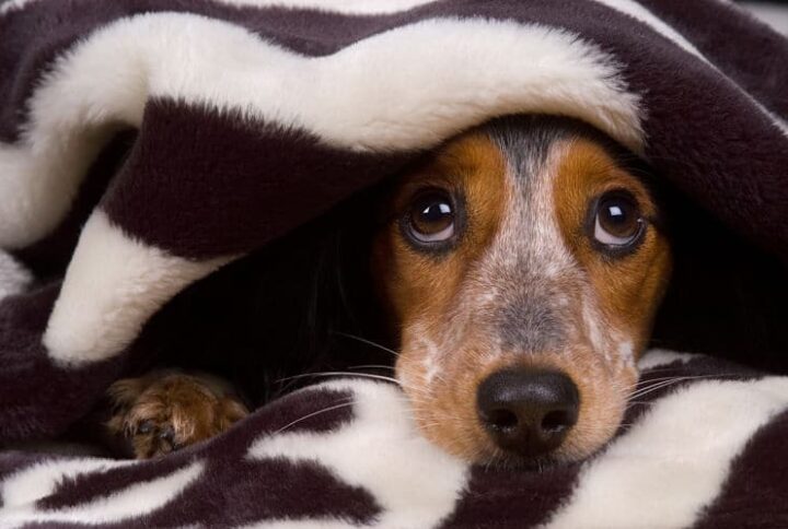 ¿Cómo afecta la pirotecnia a las mascotas?