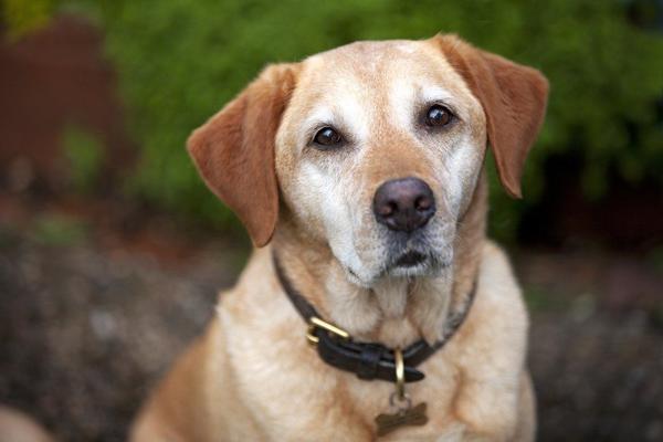 La importancia de una placa identificativa para perro